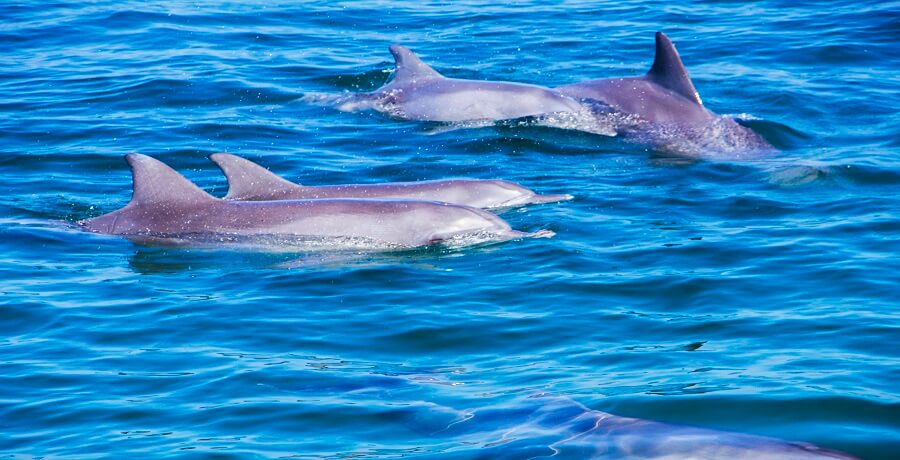 dolphin cruise on port stephens