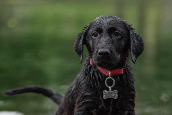 Black dog with red collar