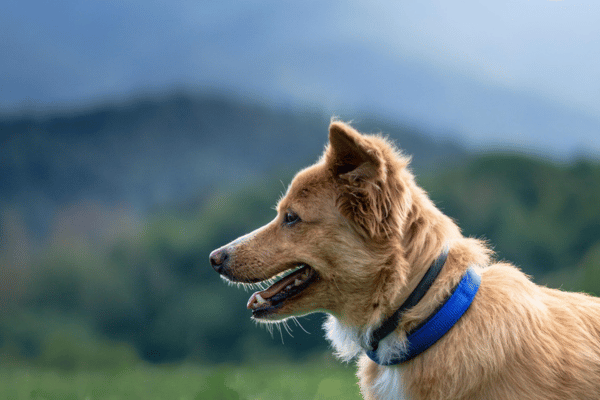 Tan fluffy dog with mountain background